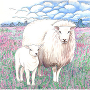 Schapen op de hei