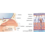 reuk,neusdoorsnede en zintuigcellen