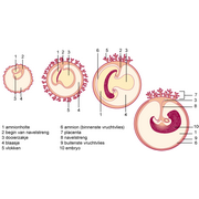 vier stadia in de ontwikkeling van een embryo