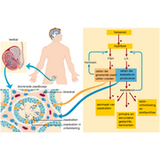 hormonen van de man