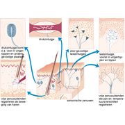 zintuigjes voor tast en temperatuur in de huid
