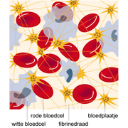 bloedcellen bij stolling