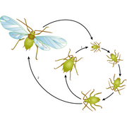 levenscyclus van een bladluis