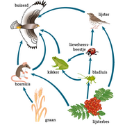 voedselpiramide met een buizerd