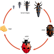 levenscyclus van een onzelieveheersbeestje