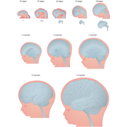 Fetal&nbsp;brain&nbsp;development