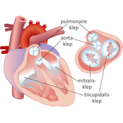 Heart&nbsp;valves