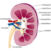 doorsnede van een nier 